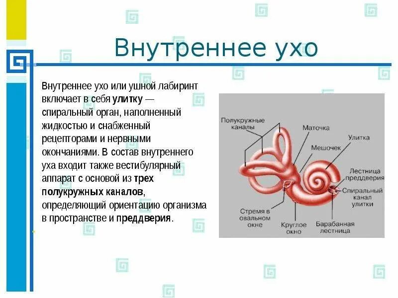 Названия внутреннего уха. В состав внутреннего уха входят. Внутреннее ухо что входит в состав. Что входит в строение внутреннего уха. Из чего состоит внутреннее ухо.