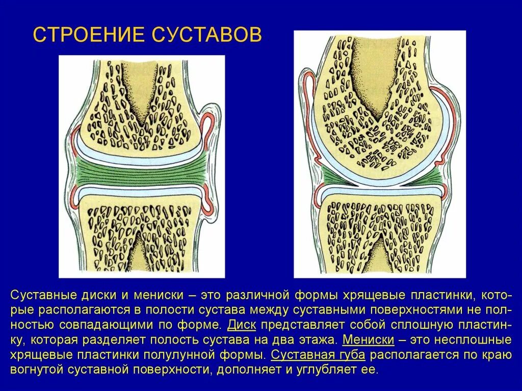 Суставный хрящ какая ткань. Строение сустава. Суставные диски. Суставные диски и мениски. Строение сустава анатомия.