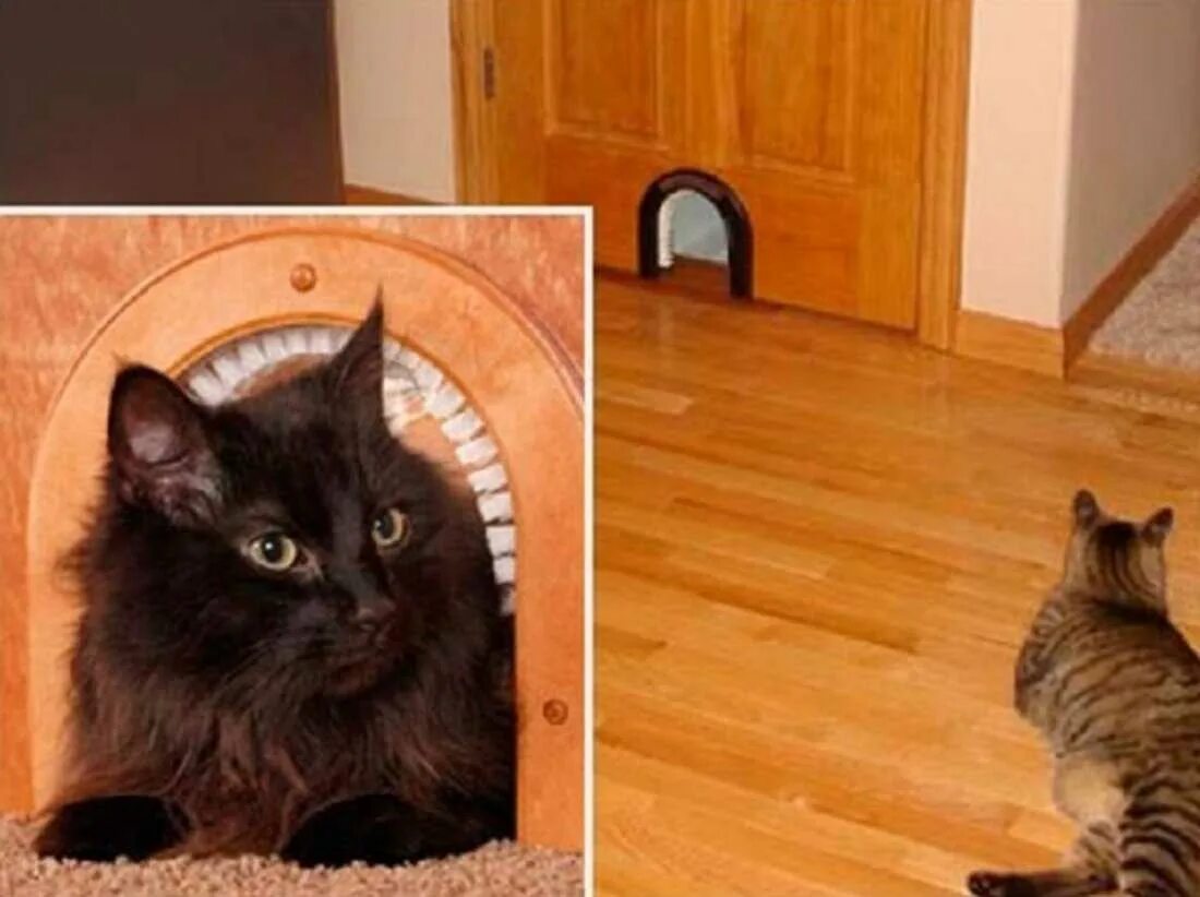 дверь для кошки своими руками. дверь для кошки своими руками. лаз для кота в двери. дверь для кошки своими руками. дверца лаз для кошки.
