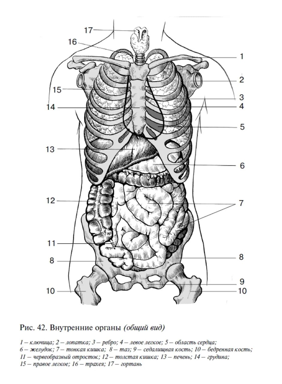 Строение человека внутренние органы сбоку. Анатомия органы брюшной полости вид сбоку. Брюшная и грудная полость тела