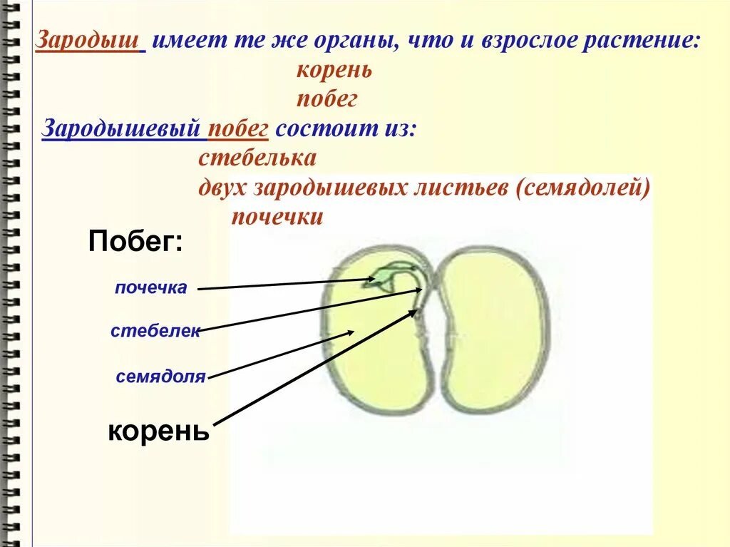 Что формируется при прорастании из зародышевой почечки. Зародышевый корешок ботаника. Строение зародыша семени гороха. Из чего состоит зародыш двудольного растения. Строение зародыша растения.