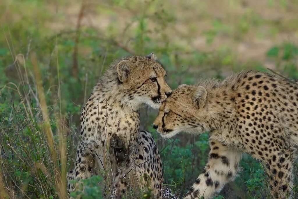 Affection between
