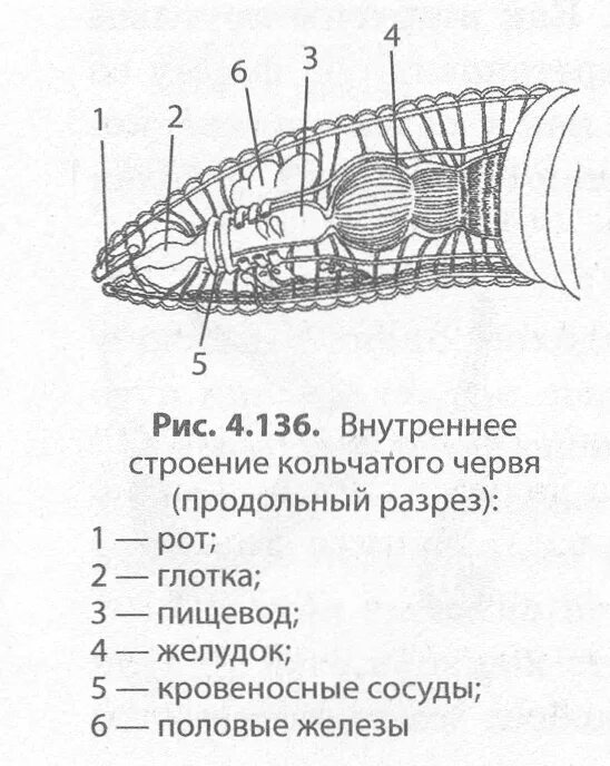 Дыхательная система многощетинковых. Многощетинковые черви органы дыхания. Дыхательная система многощетинковых червей. Кольчатые черви продольные мышцы.