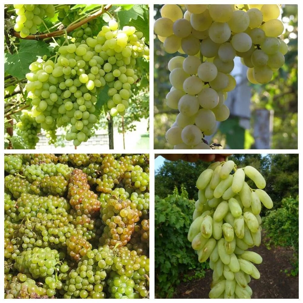 Какие сорта винограда для вина. Сорт винограда Прада. Винные сорта винограда Ашхабадский. Виноград Мускат зеленый. Белый виноград сорта.