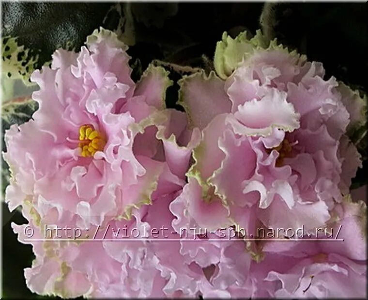 фиалка ле розовое совершенство. сенполия ле роза ветров. сенполия ле розовое золото. ле розовое золото. сорт фиалки ле розовое золото.