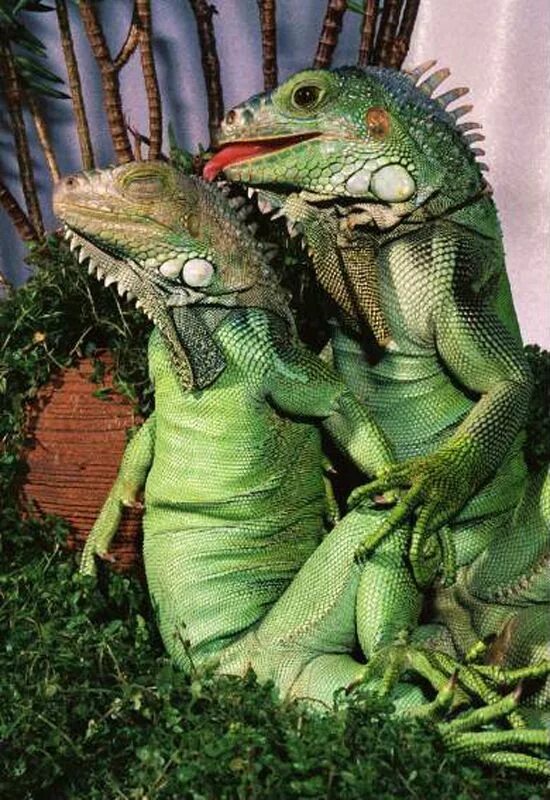 Look the lizard in the sun. Ящерицы игуаны вараны. Игуана смешная. Игуаны обнимаются. Зеленая игуана.