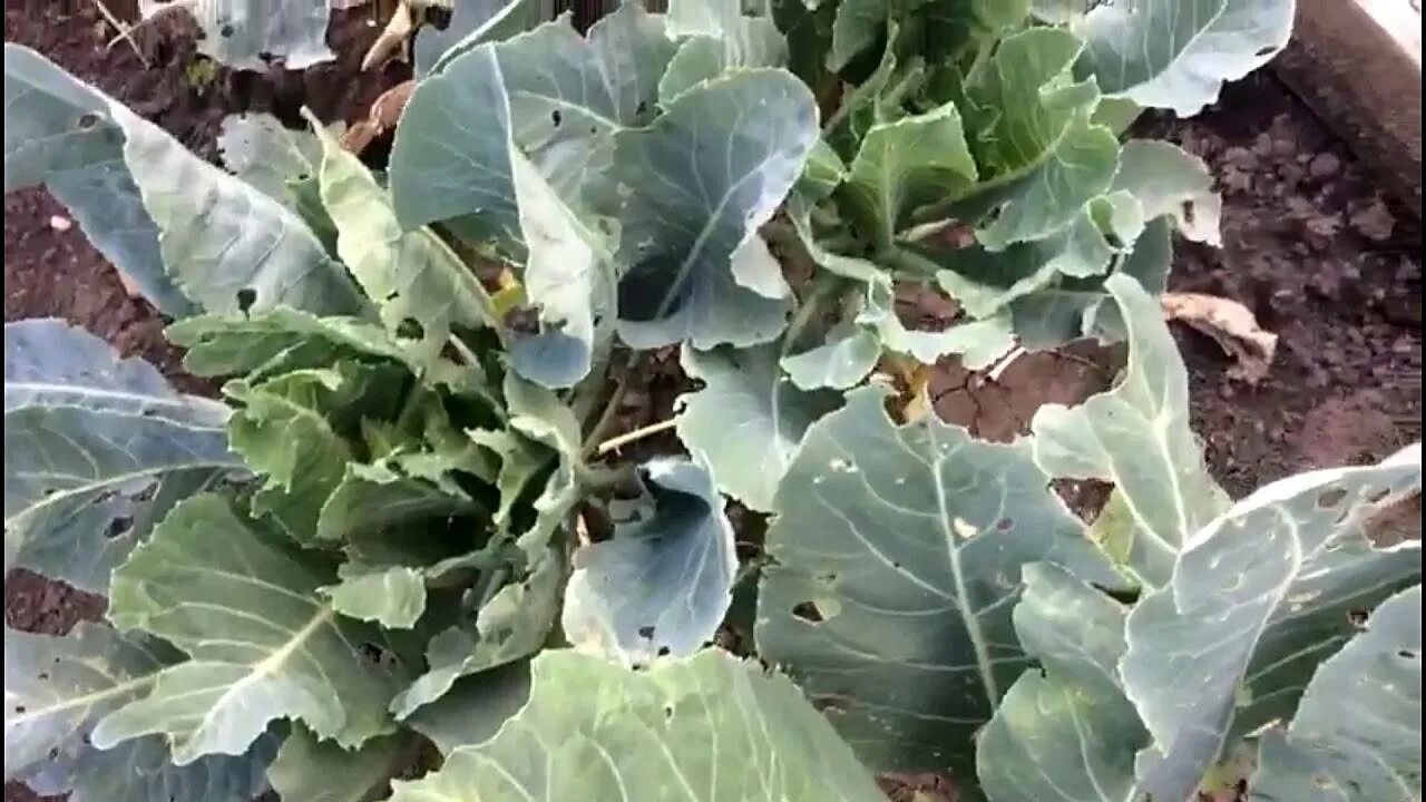 Что сделать чтобы капуста завязалась в кочан. Цветная капуста завязь кочанов. завязь кочана капусты. листья цветной капусты. не завязывается капуста.