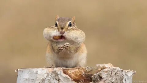 Chipmunks (Tamias spp.) are the smallest members of the squirrel family and...