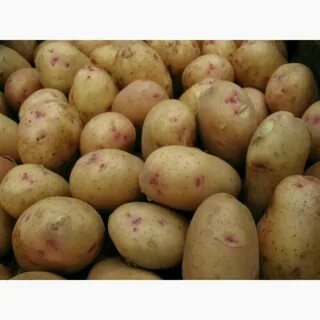 Сорта картошки и характеристики