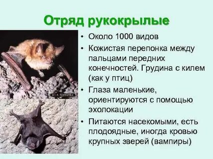 Отряды рукокрылые млекопитающие