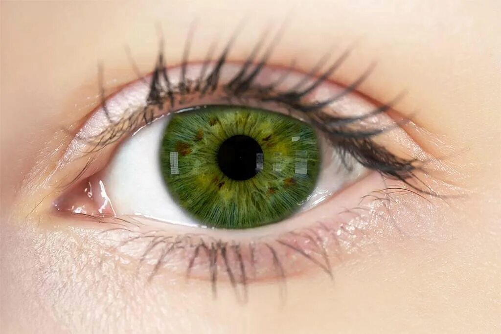 Eye. Eye picture. Iris Eye Color pdf. Eye Color Map.