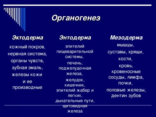 Мезодерма какая система. Эктодерма энтодерма мезодерма. Ткани из эктодермы. Мезодерма системы органов. Органогенез эктодерма.