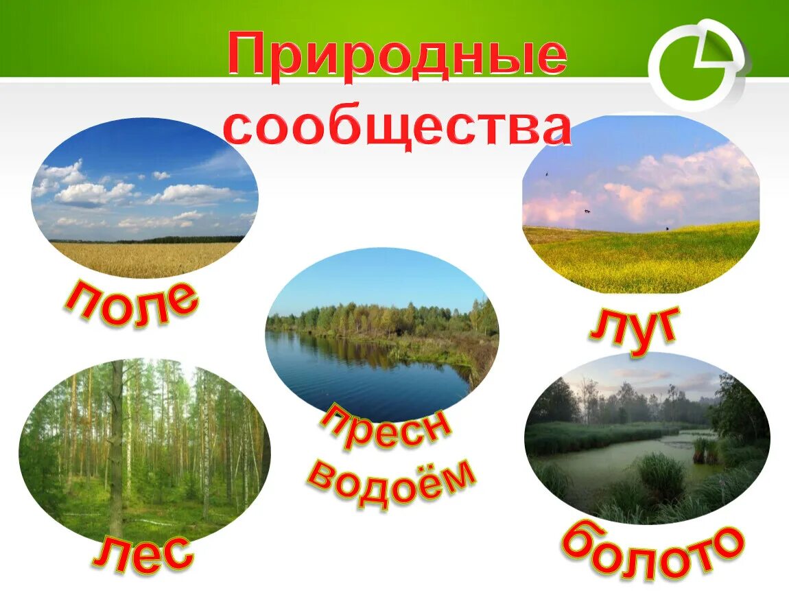 Естественные сообщества окружающий мир 3 класс. Природное сообщество поле. Природные сообщества России. Поле искусственное природное сообщество. Природное сообщество поле 3 класс.