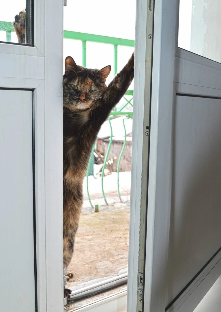 Вася скучает на даче. Кот лезет в окно. Кот пришел домой. Кошка ждет хозяина. Кот ждет у двери.