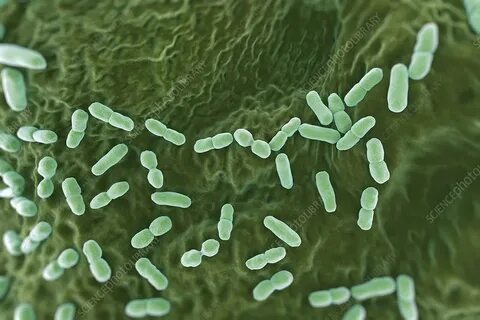 Методы выявления бактерий listeria monocytogenes
