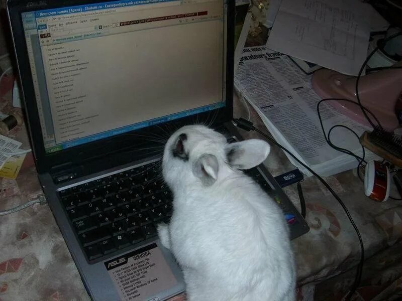 Зайка работаю работаю. Кролик с компьютером. Заяц за компьютером. Заяц программист. Кролик за компом.