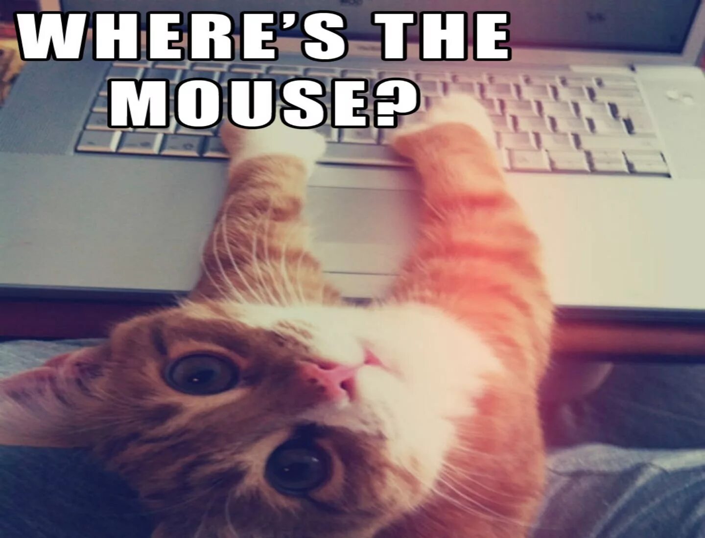 Cat meme
