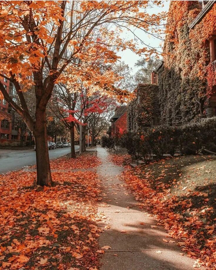During the fall. Канада Торонто Онтарио осень-зима. Квебек Канада осень. Монреаль Канада осень. Осень в Торонто Канада.