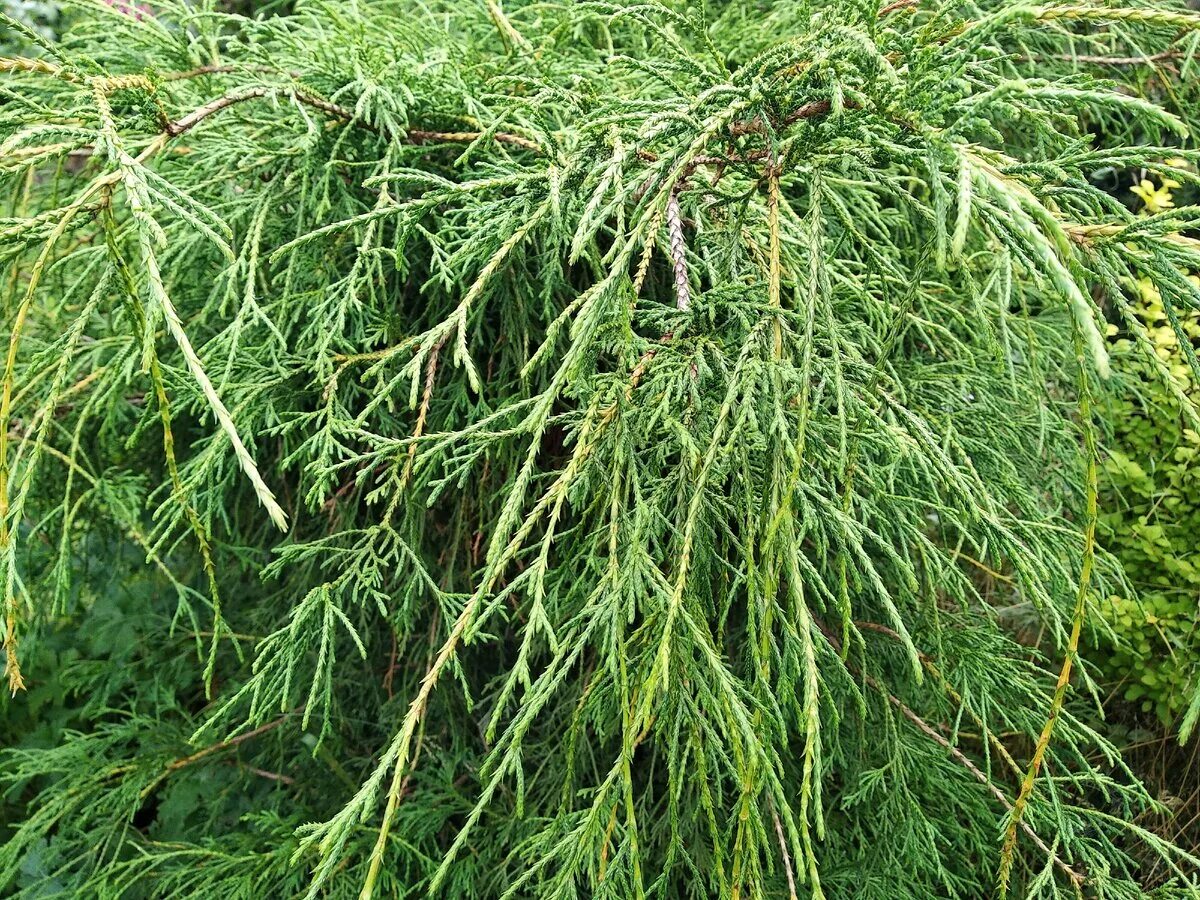 Купить саженцы Кипарисовик горохоплодный Chamaecýparis pisífera Filifera Gracili