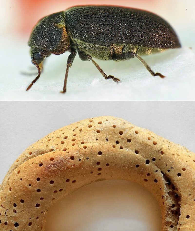 Средство от жучков на кухне