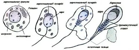 Гаплоидные сперматиды