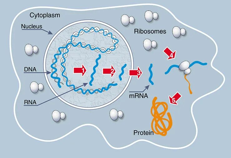 Синтез белков ядра происходит в. Биосинтез вирусной РНК. Генно модифицированная клетка. Информосомы.