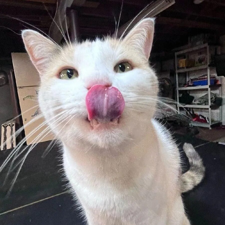 You are so silly. You know im too shy. You are silly. Silly cat meme. Shes so silly.