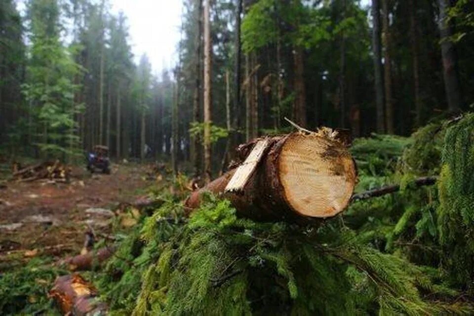 Как вытащить лес. Вырубка леса. рубка леса. незаконная рубка леса. срубленное дерево.