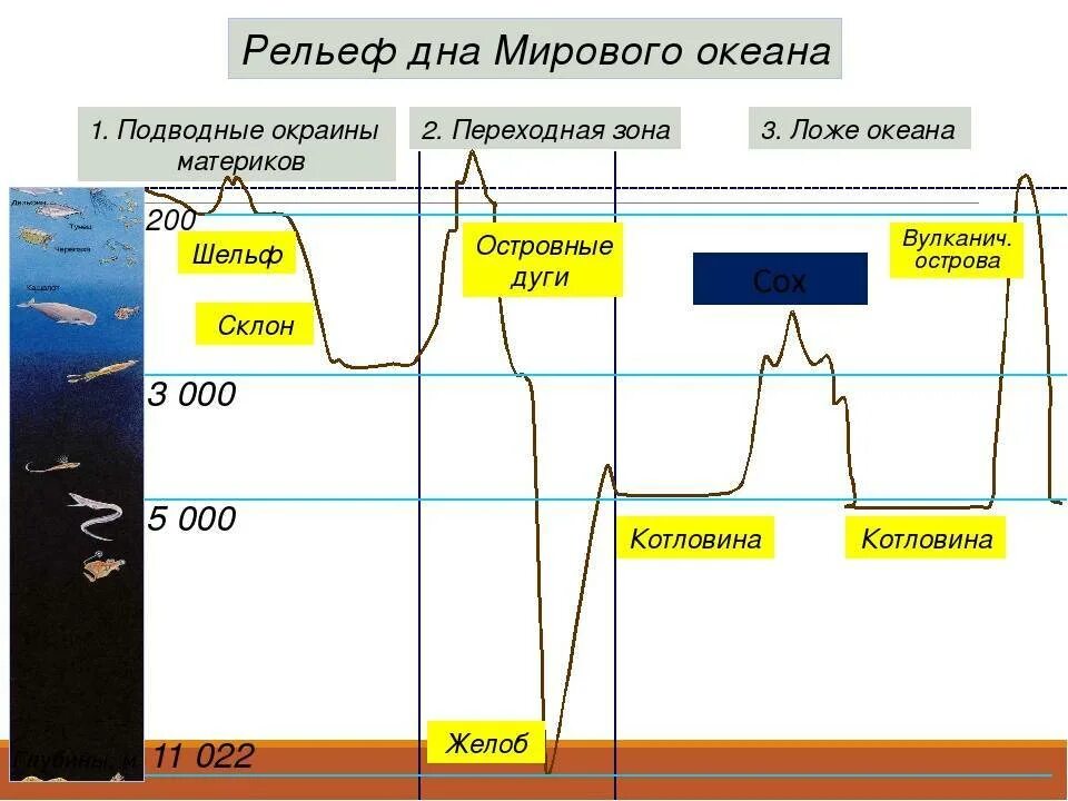 Схема строения дна мирового океана. Основные типы рельефа дна мирового океана. Основные формы рельефа дна мирового океана схема. Строение дна мирового океана рисунок. Зоны дна океана