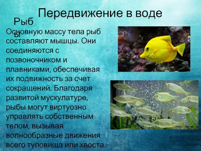 Значение передвижения рыб. Волнообразное движение рыб. рыбий рыбный придумать предложения.