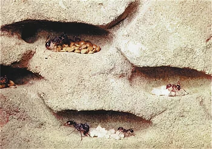 Fire Ant Mound Clipart - Clipart Suggest Fire ants, Fire ant mounds, Ants