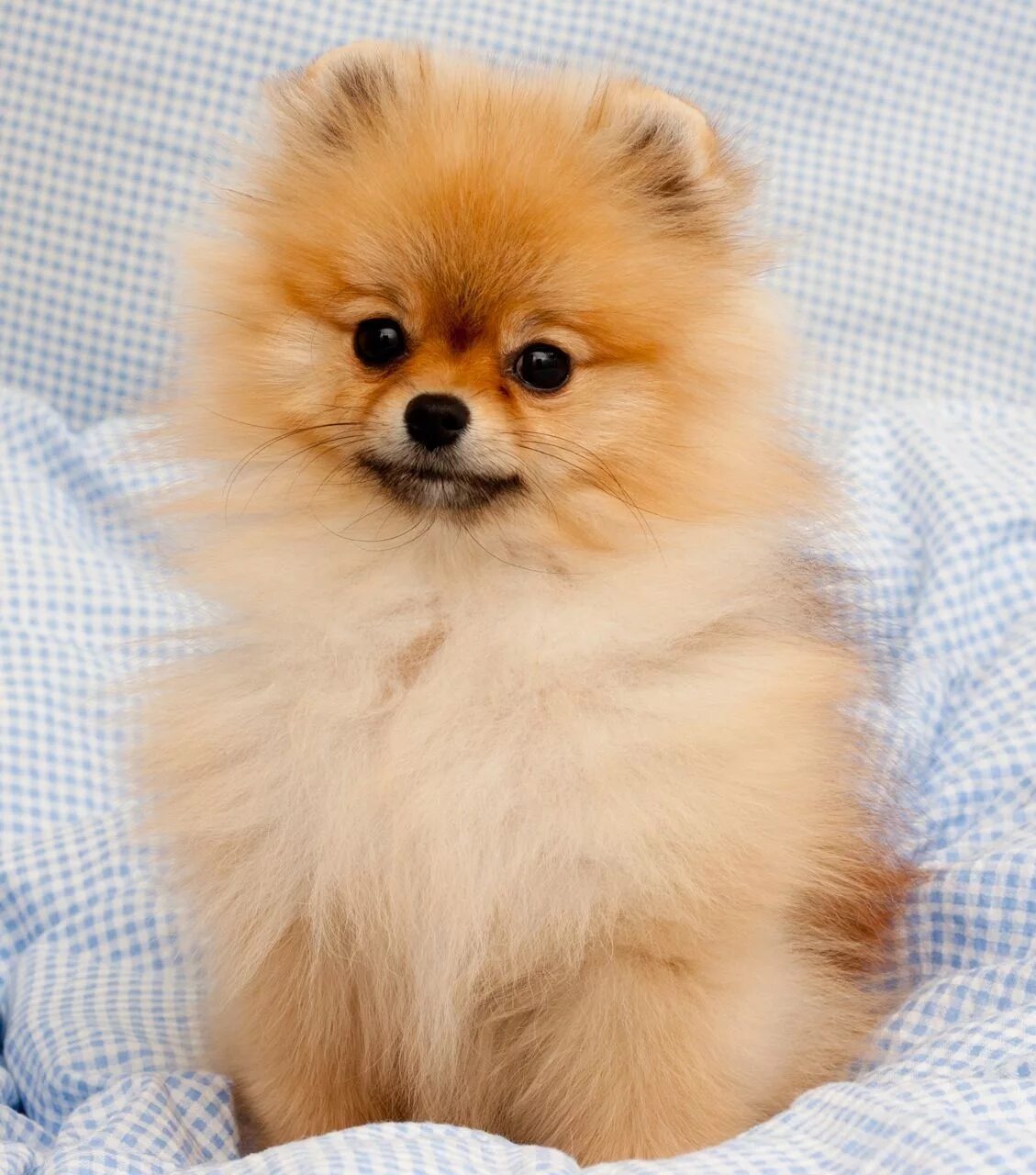 Собачка шпиц померанский. Померанский шпиц Пуппи. Шпиц cute Pomeranian. Шпиц флаффи. Маленькую породу шпиц