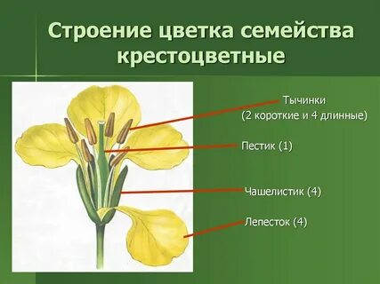 Особенности строения семейства