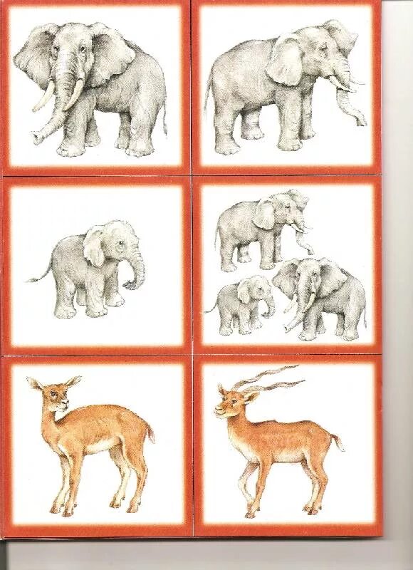 Карточки с дикими животными. Карточки животные для детей. Семьи диких животных для детей. Dikie jivotnir i dityonishi.