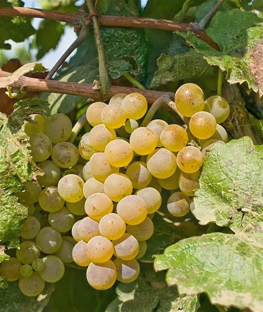 Алиготе сорт винограда фото ≡ Аліготе саджанці вінограда, саженцы винограда Алиготе, Aligote продам ціна