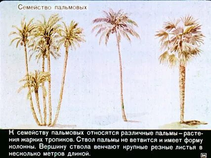 Систематика пальмы