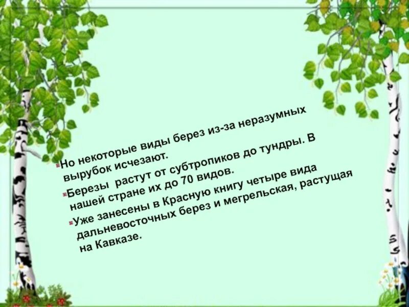 Береза какое вещество. Виды берез. Береза долго растет. Вид береза русская. Сколько лет растет береза.