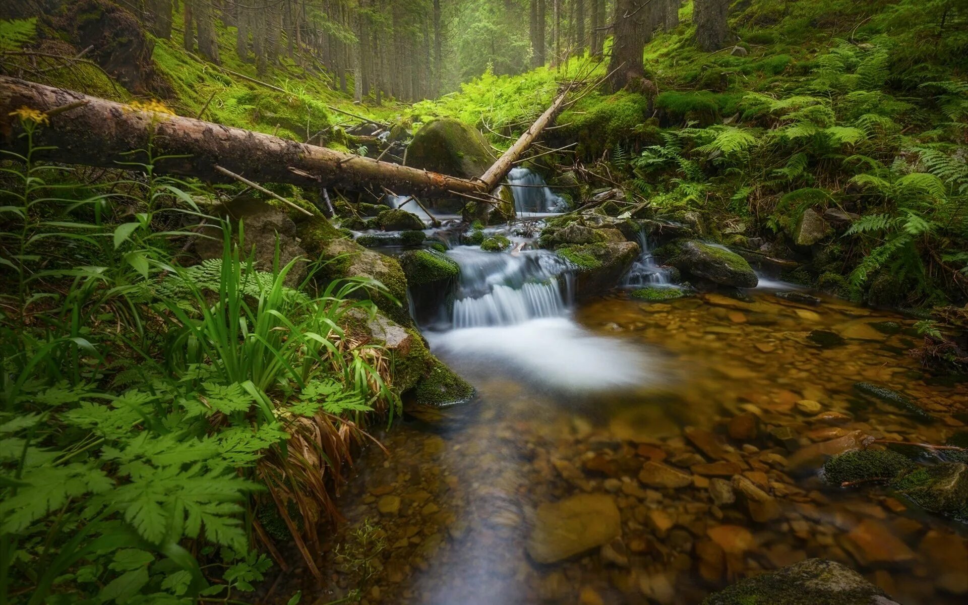 Нац парк сша камни ручей. Лесной ручей дубовый лес. Вязов ручей. Вязов ручей. Бревно через ручей.