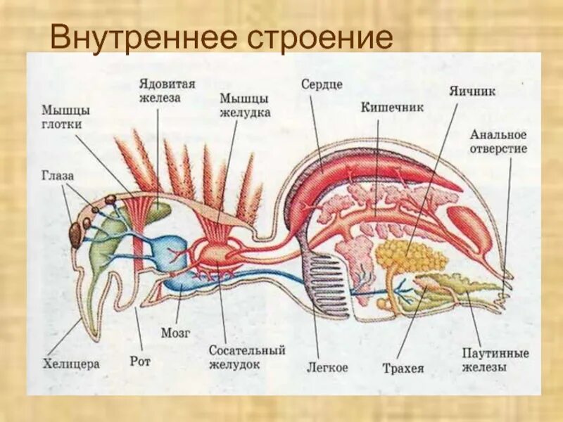 Ядовитые железы паука находятся. Схема внутреннего строения паука. внутреннее строение паукообразных 7 класс. строение пауков биология 7 класс. класс паукообразные.строение паука биология 7 класс.