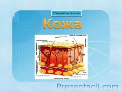 Какое значение кожи