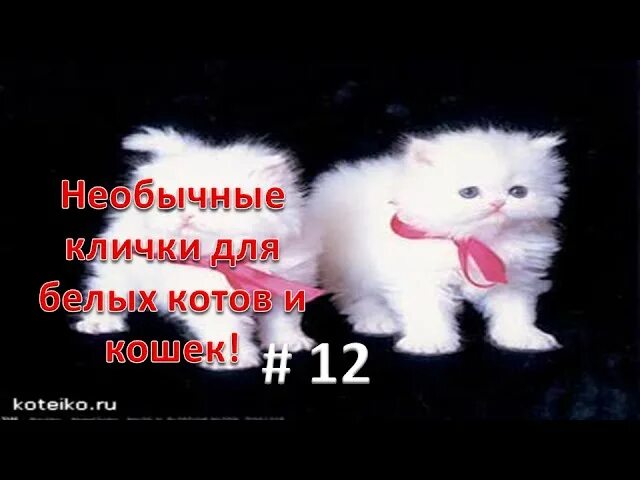 Имя для белой кошки девочки. Клички для белых котов. имена для белых котят. имя для белого котика. кличка для белого котенка мальчика.