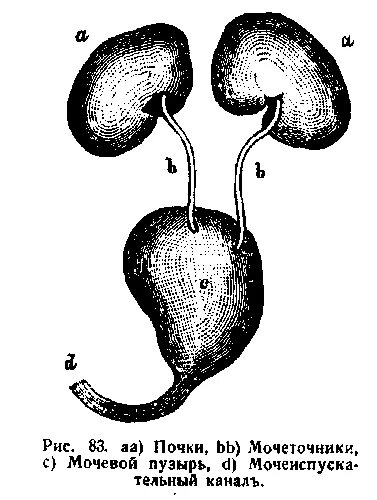 Мочеточник лошади. Мочевой пузырь животных. Мочевой пузырь анатомия животных. Строение мочевого пузыря у собаки анатомия.