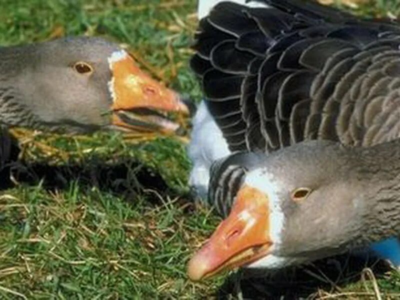 Индоутки муларды. Гусь сел на ноги. Лапки утиные. Гуси 2 месяца. Гусь сел на ноги.