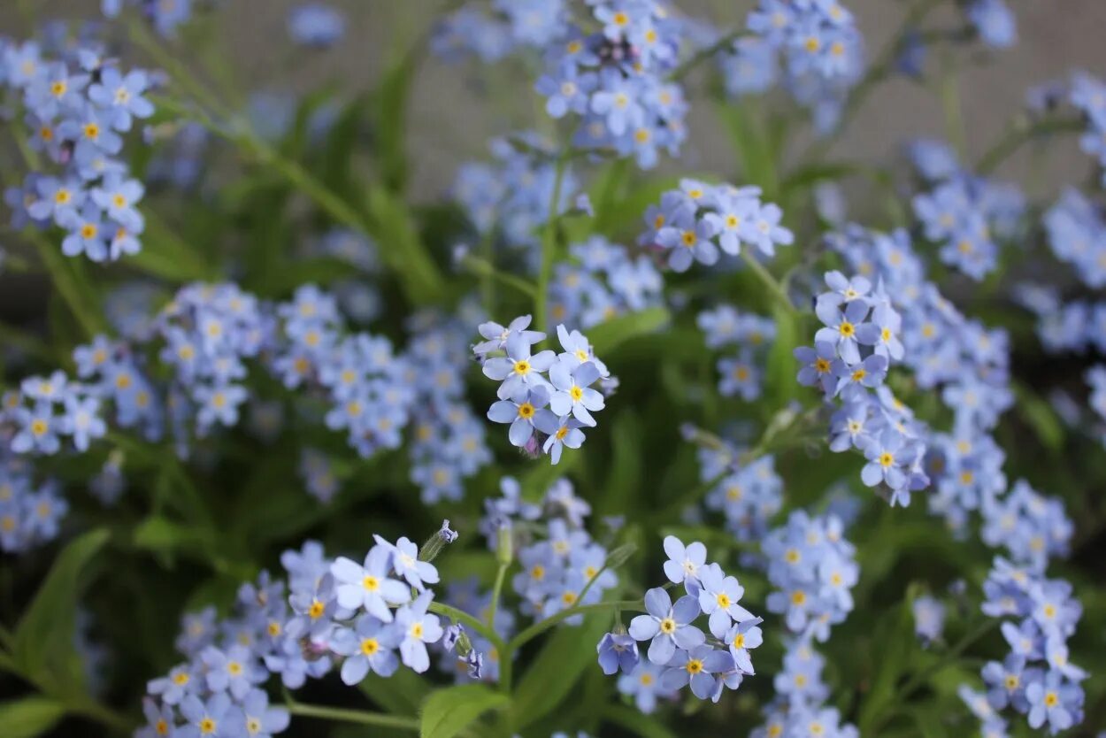 Незабудка видела. Незабудка холмовая. Незабудка Лесная Myosotis sylvatica. Незабудка мелкоцветная. Незабудка Садовая голубая.