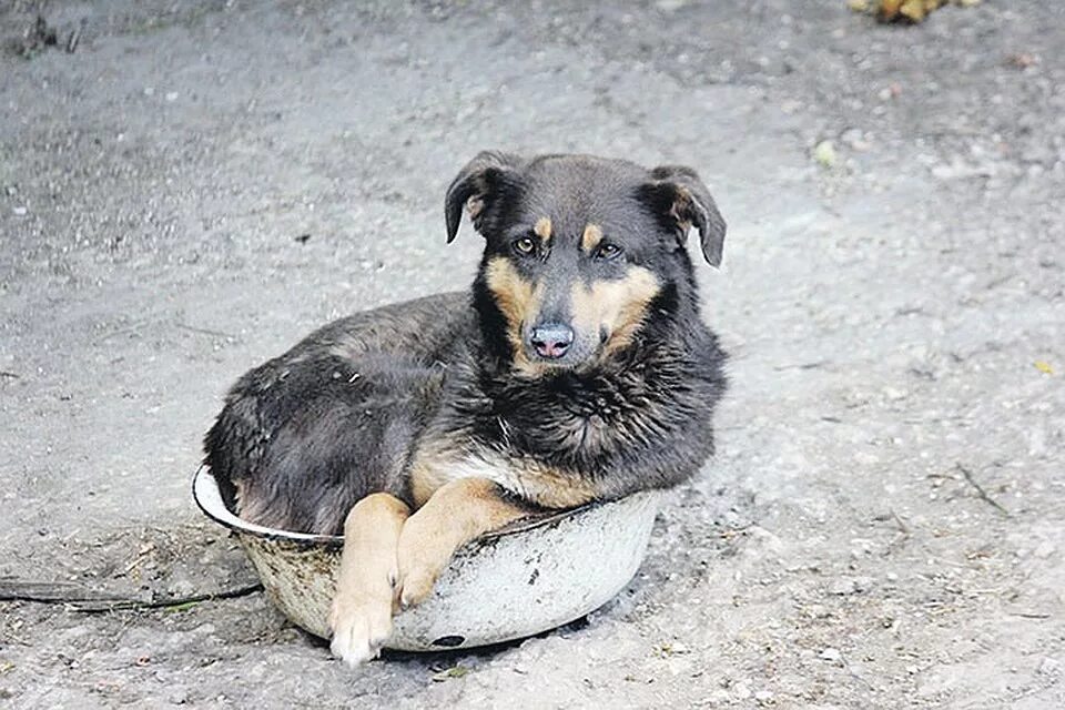 Почему собака прячет. Собака с прижатыми ушами. Собака позирует. Щенок прижал уши. Щенок позирует.