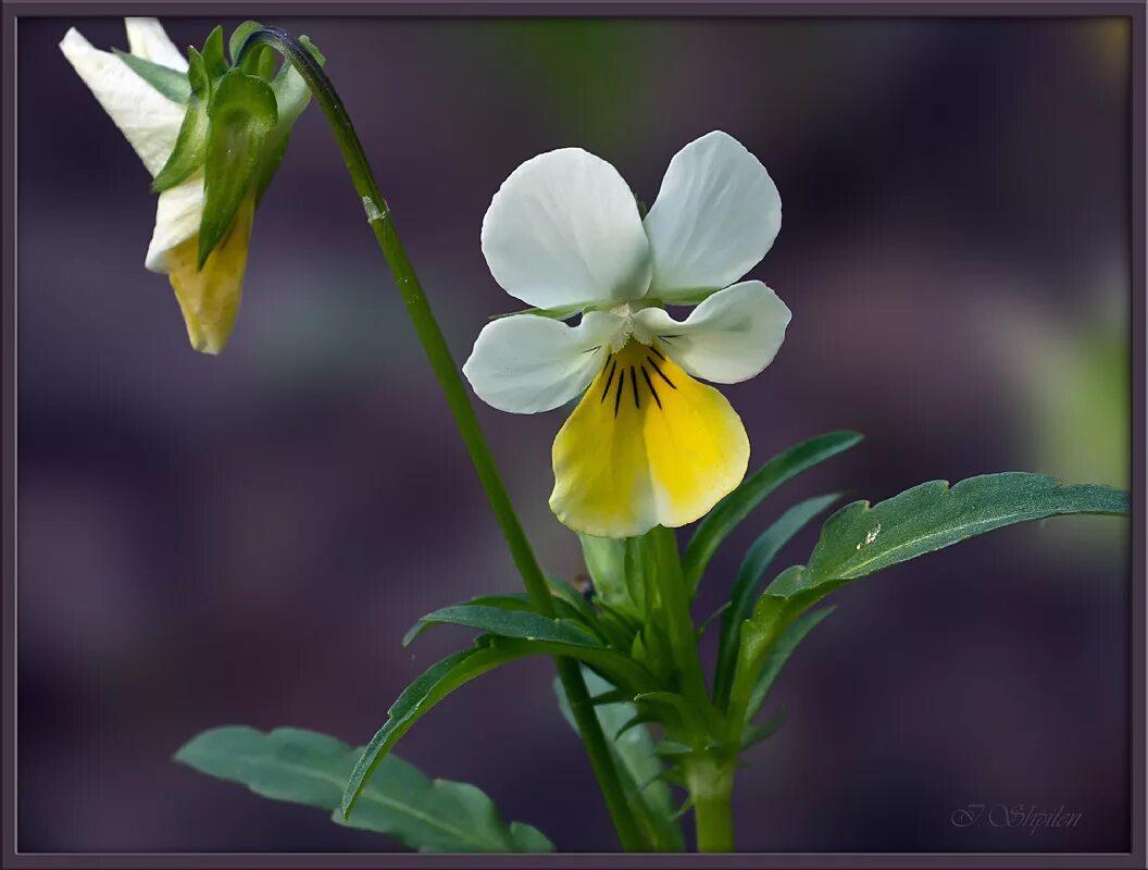 Фиалка полевая. Фиалка Полевая (Víola arvénsis). Viola arvensis. Viola arvensis Полевая. Поле фиалок.