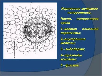 Поперечный срез папоротника