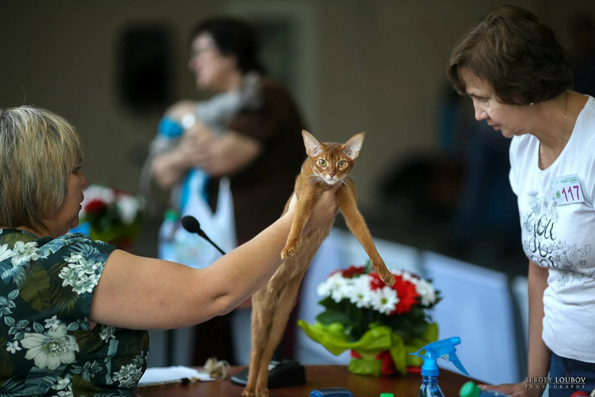 Выставка кошек йошкар ола. Выставка кошек. Выставка кошек в Чите. Выставка котят. Выставка кошек в Москве.
