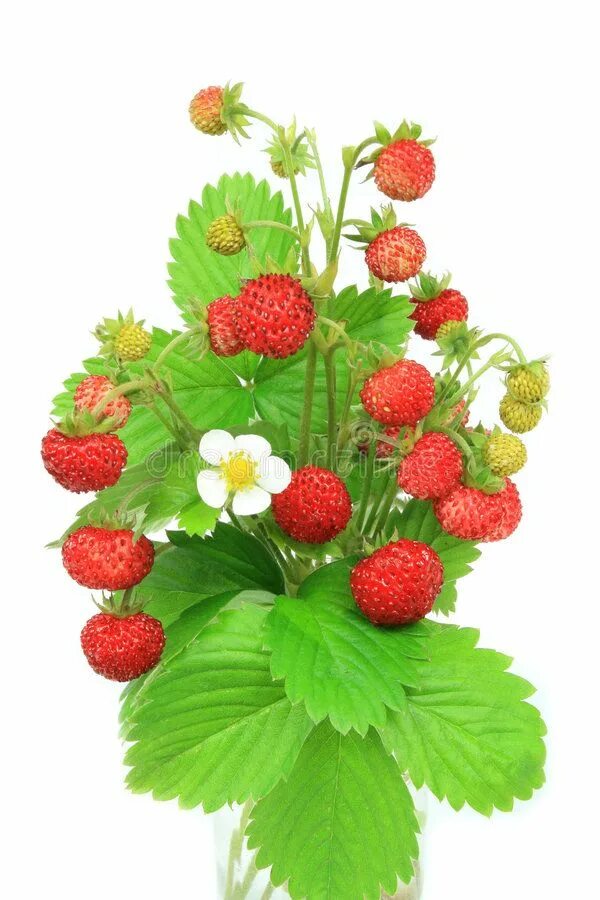 Strawberry spring