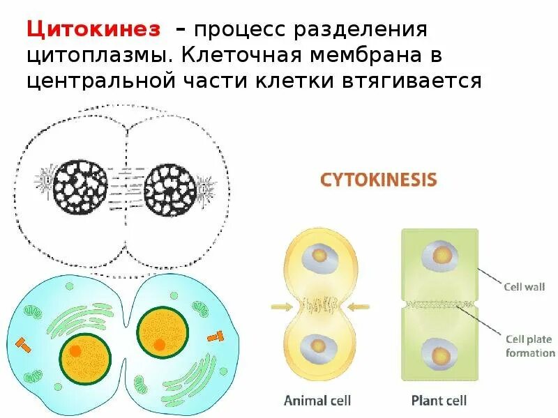 Цитокинез клетки